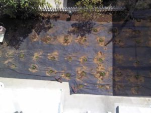 造成後にイワダレ草を植えました。梅雨明け後には一面に広がる予定です。